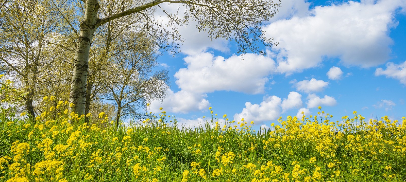 bigstock-Yellow-Wild-Flowers-Blooming-I-419797624 (1).jpg